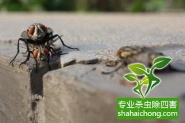 关于除“四害”管理规定的通知