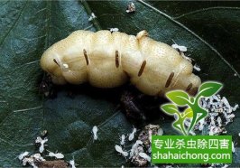 深圳白蚁防治公司红火蚁防治方案