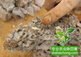 深圳白蚁防治公司—科学灭白蚁方法