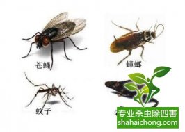办公室打印机里有蟑螂怎么办-怎么样如何消灭蟑螂