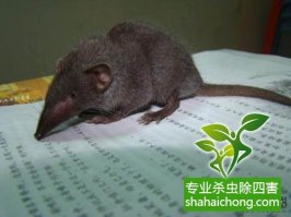 阐述：四害对人类的危害