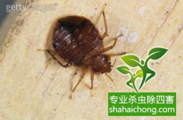 深圳消杀公司介绍灭四害的方法