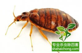 深圳四害消杀公司哪家比较专业