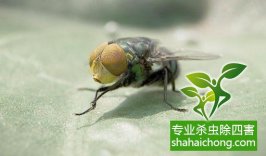 9日南昌全城除四害