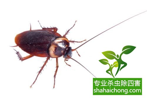 杀蟑螂公司怎么样灭蟑螂