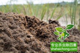 深圳白蚁防治：预防为主、防治结合、综合治理