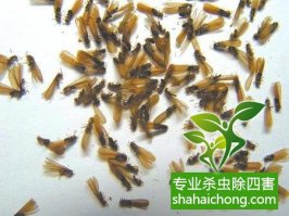 深圳白蚁防治的基本方法