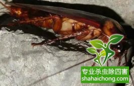 “蟑螂专家”:冬季灭蟑杀虫正是时候-怎么样如何消灭蟑螂