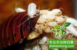 被蟑螂咬伤后的最佳处理方法-怎么样如何消灭蟑螂