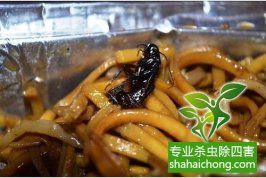 办公室蟑螂怎么杀？-怎么样如何消灭蟑螂