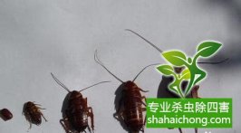 办公室蟑螂多怎么办-怎么样如何消灭蟑螂