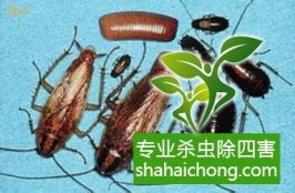 【专业消杀公司】家里有蟑螂？赶紧杀光光！否则会引起肺炎！-怎么样如何消