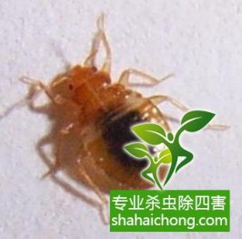 深圳杀虫公司提供宾馆酒店灭四害服务