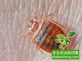 深圳消杀公司告诉你消灭四害的重要性