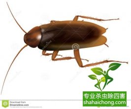 深圳灭蟑螂公司，盘点灭蟑螂的要点-怎么样灭除蟑螂的方法
