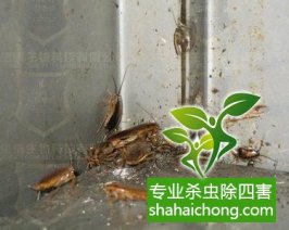 深圳灭蟑螂公司介绍消灭“小强”有妙招-怎么样灭除蟑螂的方法