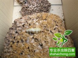 深圳白蚁防治公司 有效地防治白蚁的入侵