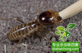 深圳白蚁防治公司简介