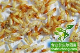 深圳白蚁防治公司对白蚁的习性与危害了解
