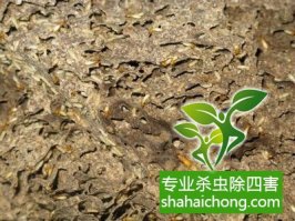 深圳白蚁防治比较专业的公司教小伙伴们认识白蚁的危害