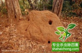 深圳白蚁防治白蚁穴危及原蒋介石重庆黄山官邸