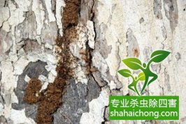 深圳白蚁防治公司 如何判断家中是否出现白蚁