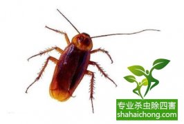 《信息时报》:别把蟑螂当宠物养-怎么样如何消灭蟑螂