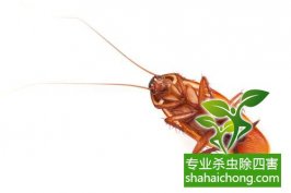 办公室如何灭蟑螂-怎么样如何消灭蟑螂