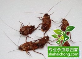 办公室、医院怎么有效地灭治蟑螂？-怎么样如何消灭蟑螂