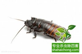 【灭蟑公司】家庭灭蟑要领-怎么样如何消灭蟑螂