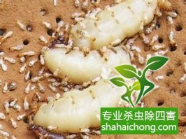 深圳白蚁防治公司对白蚁危害的调查