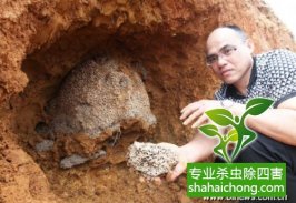 深圳白蚁防治公司白蚁危害