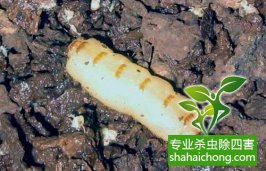 仓库白蚁的防治技术要点