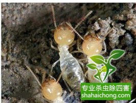 春天来了白蚁“来势汹汹”