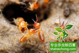 巢湖被列为全国白蚁防治监控调研对象