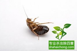 深圳灭蟑螂公司介绍蟑螂性格-怎么样灭除蟑螂的方法