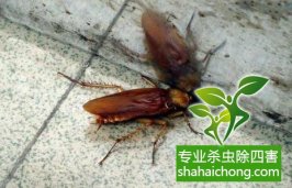 深圳灭蟑螂公司单位灭蟑-怎么样灭除蟑螂的方法