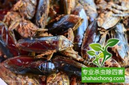 深圳灭蟑螂公司建议目前正是家庭消灭蟑螂的大好时机-怎么样灭除蟑螂的方法