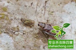 深圳灭蟑螂公司-怎么样灭除蟑螂的方法