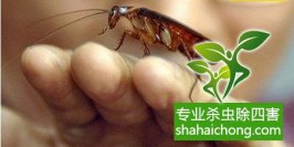 深圳灭蟑螂公司介绍特效深圳蟑螂药-怎么样灭除蟑螂的方法