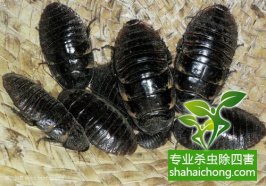 深圳灭蟑螂公司介绍消灭蟑螂方法-怎么样灭除蟑螂的方法