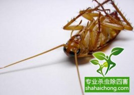 深圳除蟑螂公司：蟑螂活动时间周期 蟑螂喜欢生存在哪些地方？蟑螂的主要栖