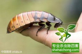 深圳灭蟑螂公司科学灭蟑螂-怎么样灭除蟑螂的方法