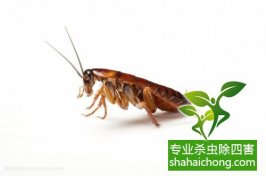 深圳灭蟑螂公司介绍喷药灭蟑螂方法-怎么样灭除蟑螂的方法