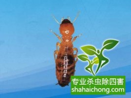 深圳白蚁防治公司解读房屋白蚁预防的重要性