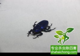 比恐龙更早的地球定居者——蟑螂 的防治方法-怎么样如何消灭蟑螂