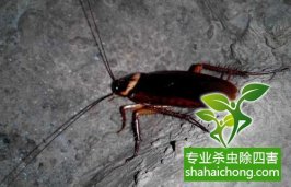 安全快速消灭蟑螂啊好方法-怎么样如何消灭蟑螂