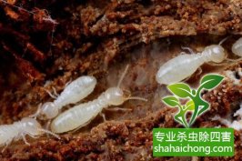 大树被白蚁蛀空了