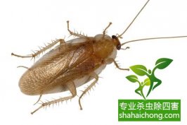 深圳灭蟑螂公司介绍饭店如何灭蟑-怎么样灭除蟑螂的方法