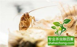 深圳灭蟑螂公司介绍蟑螂活动规律-怎么样灭除蟑螂的方法